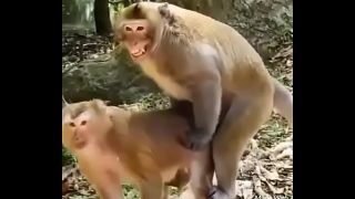 Funny animal hindi sex video